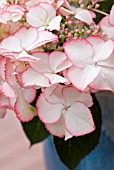 HYDRANGEA MACROPHYLLA, LOVE YOU KISS, IN CONTAINER