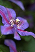 CLEMATIS MRS N THOMPSON