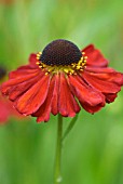 HELENIUM RED ARMY