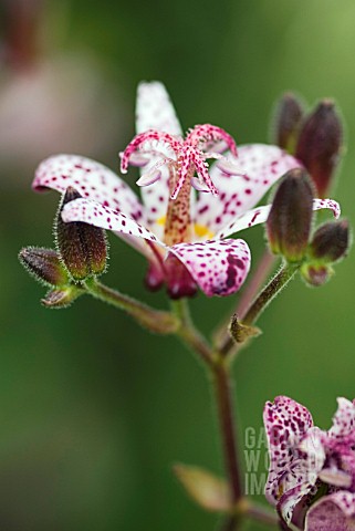TRICYRTIS_MATSUKAZE_TOAD_LILY