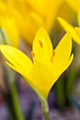 STERNBERGIA LUTEA WINTER OR AUTUMN DAFFODIL GROWING IN AN ALPINE HOUSE