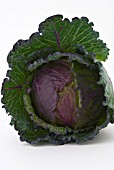 CABBAGE JANUARY KING