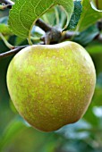 MALUS DOMESTICA HEREFORDSHIRE RUSSET