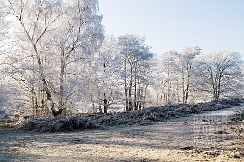 HOAR_FROST_ON_BARE_WINTER_TREES_COOMBE_ABBEY