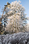 HOAR FROST ON BARE WINTER TREES, COOMBE ABBEY
