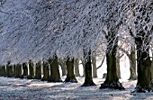 HOAR FROST ON HORSE CHESTNUT TREES EARLY WINTER COOMBE ABBEY PARK
