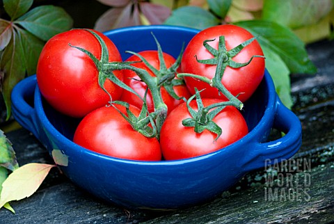 TOMATOES_IN_A_BLUE_DISH