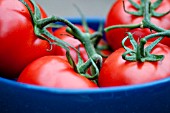 TOMATOES IN A BLUE DISH