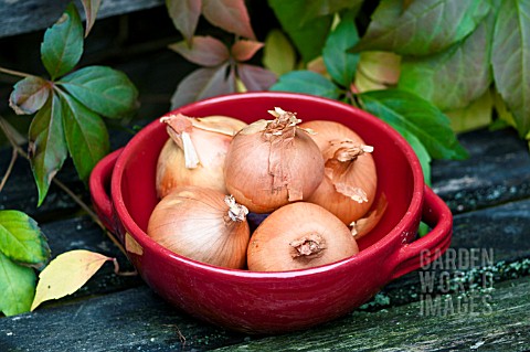 COOKING_ONIONS_IN_RED_DISH