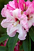 RHODODENDRON COTTON CANDY