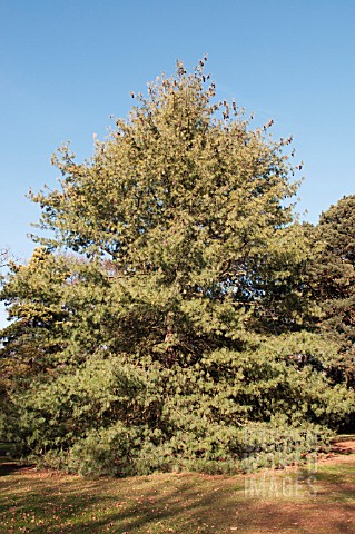 PINUS_X_HOLFORDIANA_GROWING_AT_THE_PINETUM_RHS_GARDEN_WISLEY
