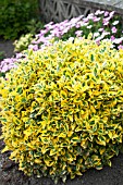 EUONYMUS FORTUNEI EMERALD N GOLD