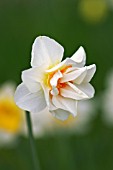 NARCISSUS ACROPOLIS DOUBLE DAFFODIL