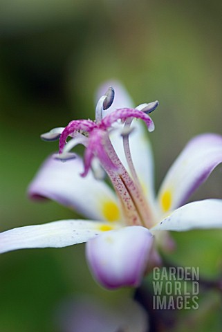 TRICYRTIS_TOJEN_TOAD_LILY