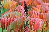 RHUS TYPHINA, STAGS HORN SUMACH