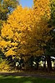 ACER CAMPESTRE, (FIELD MAPLE)