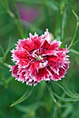 DIANTHUS CHINENSIS, CHINESE PINK