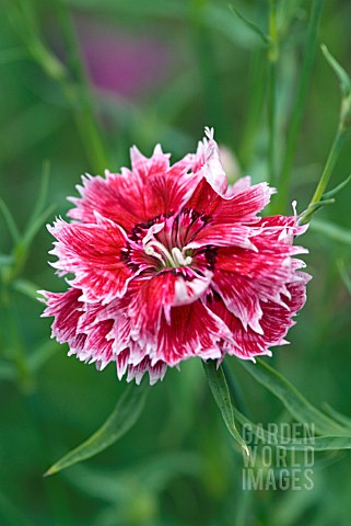 DIANTHUS_CHINENSIS_CHINESE_PINK