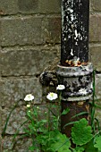 SMALL WHITE CHRYSANTHEMUMS GROWING BY DRAINPIPE