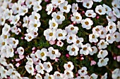 SAXIFRAGA (SWING GROUP) MARY GOLDS