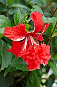 RED HIBISCUS FLOWER