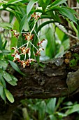 ENCYCLIA ORCHID FLOWERS