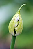 AGAPANTHUS; AFRICAN BLUE LILY BUD