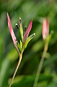 PINK HELICONIA
