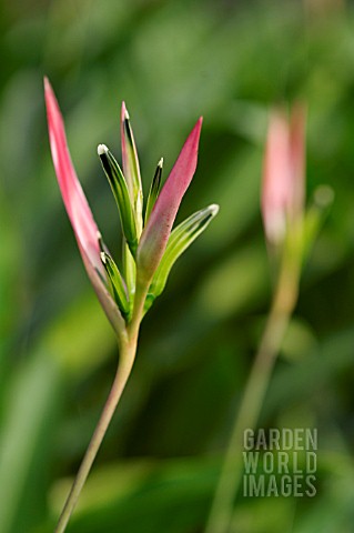 PINK_HELICONIA