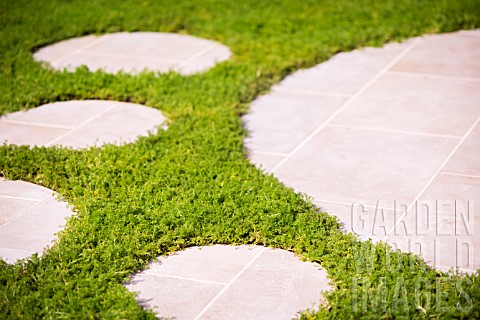 ROUND_PAVING_BETWEEN_CHAMOMILE