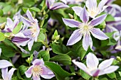 CLEMATIS STAR RIVER
