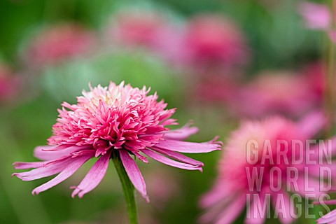 _Echinacea_Southern_Belle