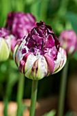 Tulipa Wow
