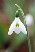 GALANTHUS EARLY TO RIZE