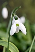 GALANTHUS IKARIAE BUTTS FORM