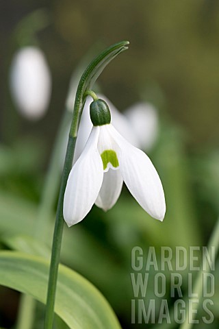 GALANTHUS_IKARIAE_BUTTS_FORM