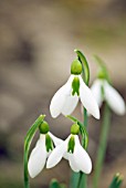 GALANTHUS TROTTERS MERLIN; LARGE SNOWDROP