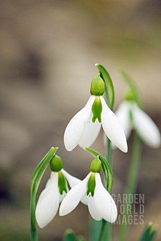 GALANTHUS_TROTTERS_MERLIN_LARGE_SNOWDROP