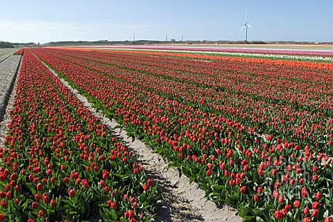 RED_TULIP_FIELD_LISSE_HOLLAND