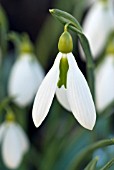 GALANTHUS TUBBY MERLIN