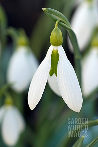 GALANTHUS_TUBBY_MERLIN