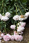 PAEONIA; DOUBLE PINK PEONIES WITH WIND DAMAGE