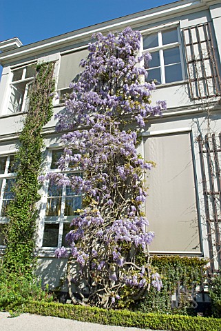 WISTERIA_GROWING_UP_A_HOUSE