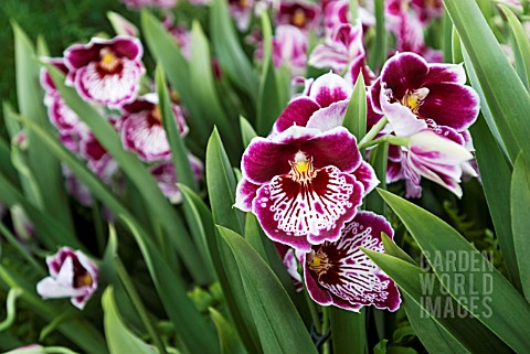 PINK_RED_AND_WHITE_MILTONIOPSIS_ORCHID