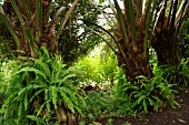 ELAEIS GUINEENSIS; OIL PALM TRUNKS WITH FERNS