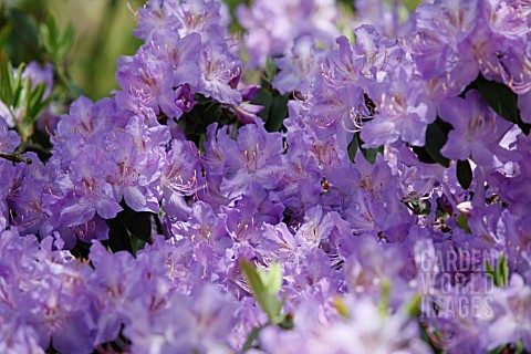RHODODENDRON_AUGUSTINII