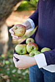 COLLECTING WINDFALL APPLES IN JUMPER