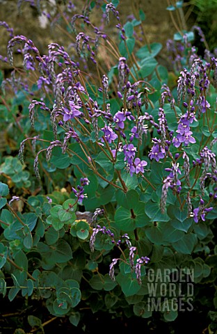 _PARAHEBE_PERFOLIATA__DIGGERS_SPEEDWELL__WHOLE_PLANT