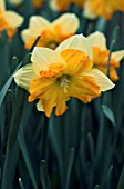 NARCISSUS CENTANNEES,  DAFFODIL,  MARCH