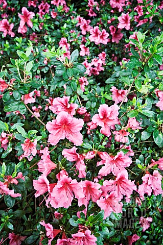 RHODODENDRON_HOT_LINE